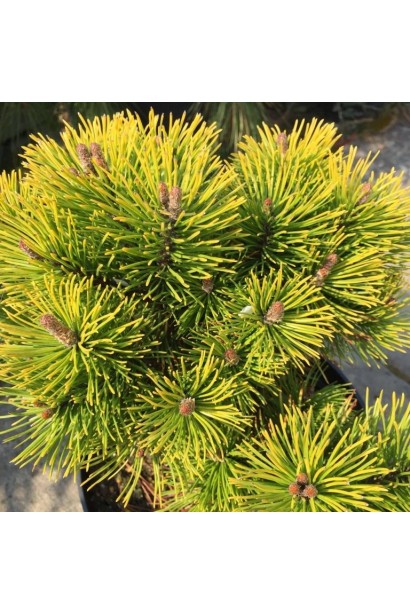 Сосна гірська Карстенс Вінтер Голд на штамбі  хвоя колір